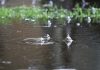 کارشناس هواشناسی استان یزد: ده‌بالا رکود دار بارش در استان است