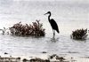 مهمترین زیستگاه پرندگان مهاجر «سد کاسه رود» ابرکوه در خطر خشکسالی