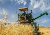 پیش بینی برداشت ۳۹ هزارتن گندم در یزد