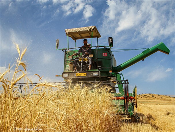 پیش بینی برداشت ۳۹ هزارتن گندم در یزد