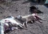 روایت حمله گرگ به گوسفندان در یزد از زبان مدیرکل محیط زیست