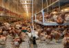 تولید 50 درصد مرغ و تخم مرغ مازاد در استان یزد