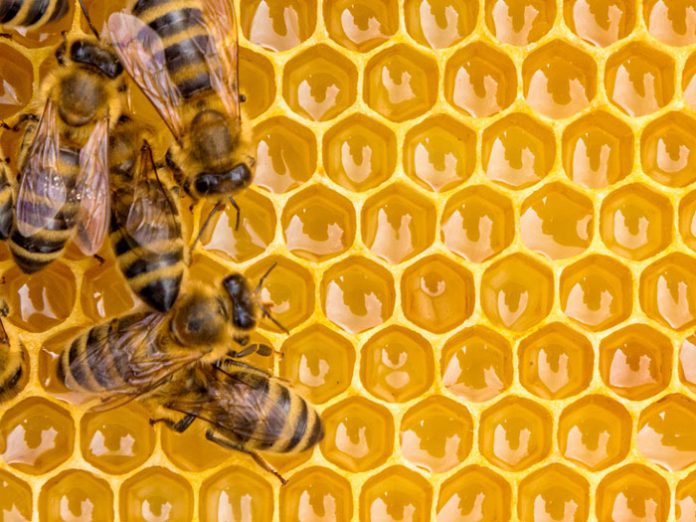 مزایای شگفت انگیز عسل طبیعی