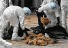 8000 قطعه مرغ در مهریز تلف شدند