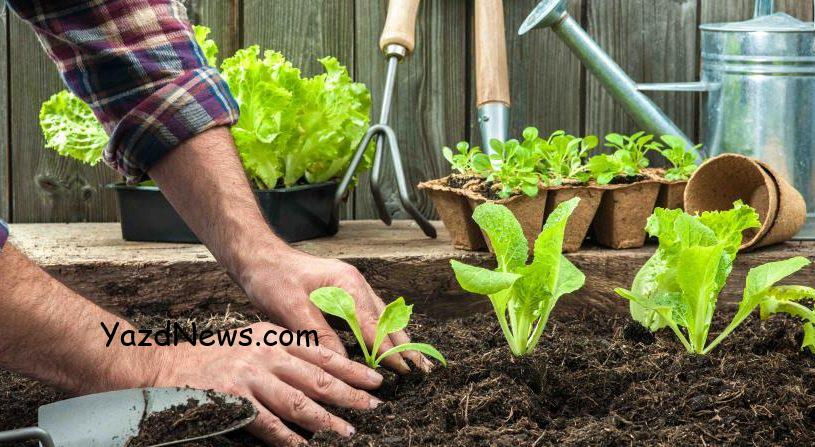 چگونه می توان سلامت خود را با باغداری بهبود بخشید