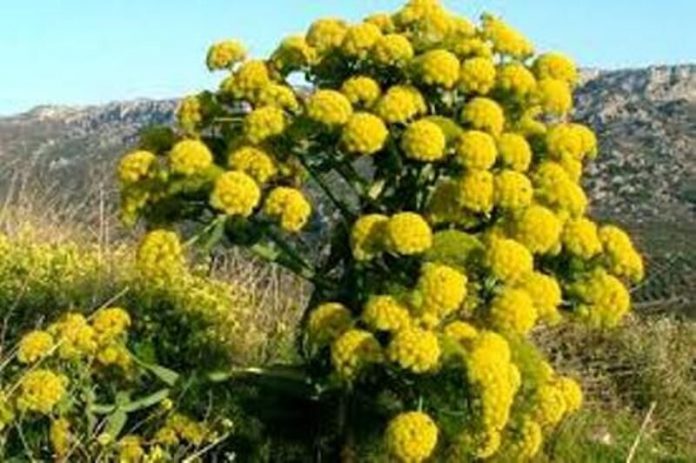 ممنوع شدن برداشت گیاه آنغوزه در مهریز