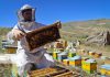 افزایش ۳۳ درصدی تولید عسل استان یزد با بارندگی‌های بهاری