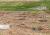 خسارت ۲۱۰ میلیارد تومانی کرونا به کشاورزی استان یزد
